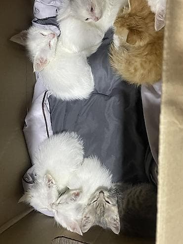 Котята месяц - 2 месяца все приучены к лотку хорошо кушают,папа