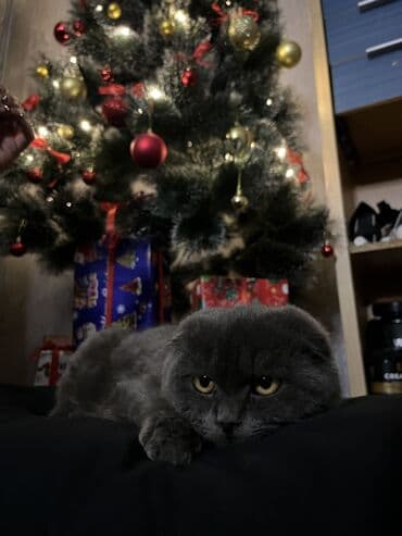 куплю домашнее животное: Скотиш Фолд (Шотландская вислоухая), 6 месяцев, Мальчик, Серый, Приучена к лотку, Проглистована, С прививками — 1