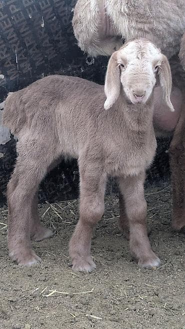Продаю | Ягненок | Романовская | На забой
