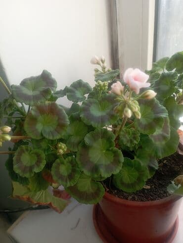 грунт для комнатных растений: Комнатные растения в горшках: 1) Молочай Милей (Euphorbia milii — 4