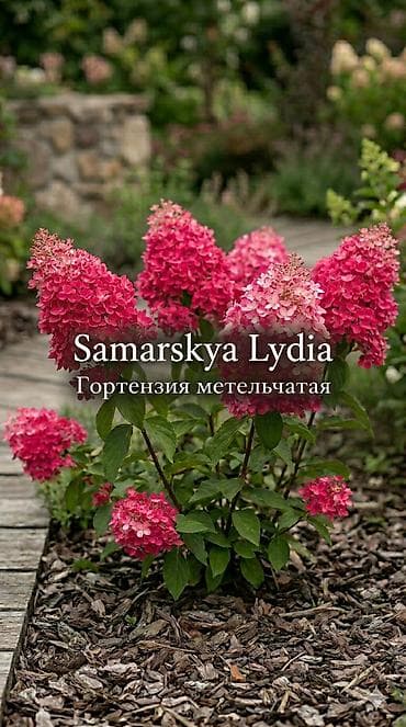 саженцы цветов: Саженцы — 1