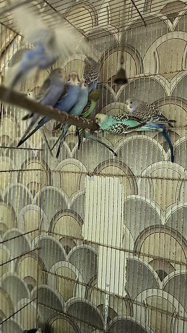 АКЦИЯ!! Волнистые попугаи ПО 900 (целая группа отборные) клетки новые