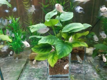 форель купить в бишкеке: Анубиасы. Гигантские анубиасы. Аквариумные растения. Есть и другие — 2