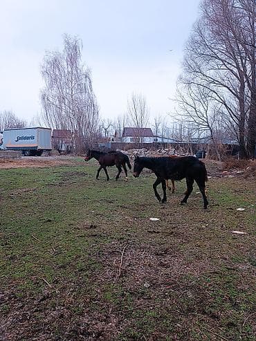 жеребчика: Продаю | Жеребец | Для разведения — 2