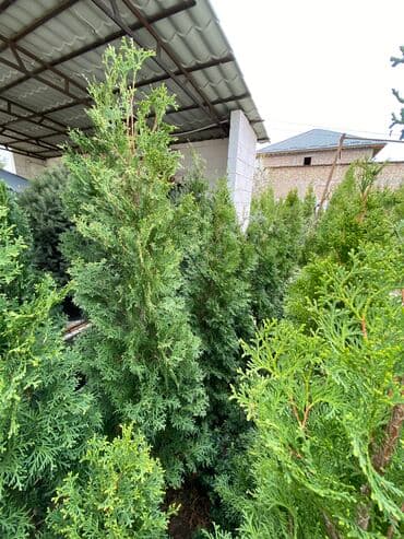 автоматический секатор для обрезки деревьев: Продаются туи разных сортов 🌲 -От 120 до 220см -Цены варьируются в — 4
