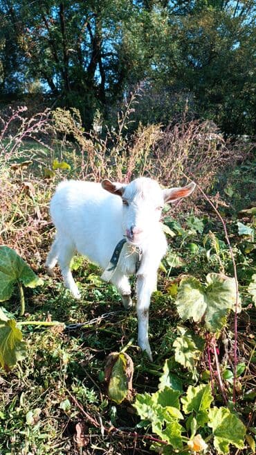 племенные коровы молочные купить: Продаю | Козёл (самец) | Для разведения | Племенные — 2