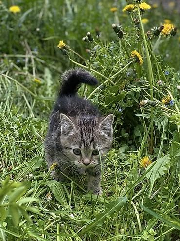 Үй жаныбарлары: Котята шотландской породы скоттиш фолд и скоттиш страйт Приучены к — 10