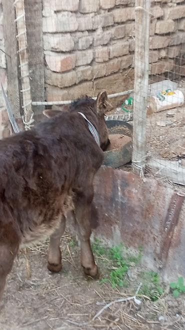 бульдог французский: Продаю | Бык (самец) — 6