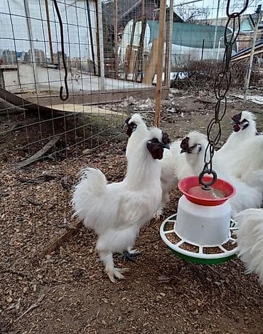 куплю цыплят: Продам кур порода - китайская шелковая. Данная порода характеризуется — 2