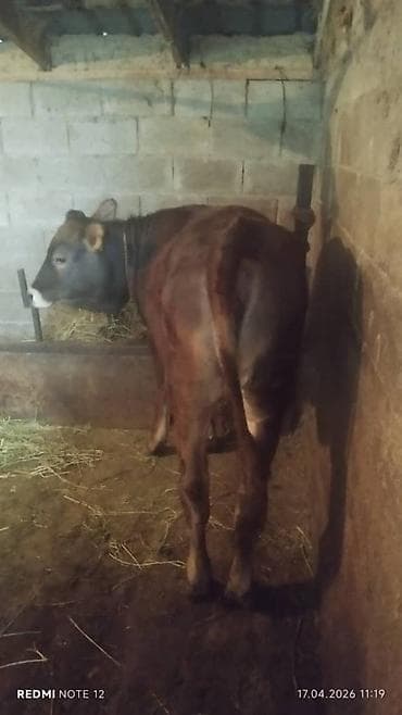 аквариумы с рыбками: Продаю | Корова (самка) | Полукровка | На забой — 5