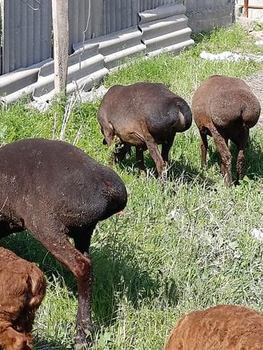 куплю мясо кролика: Продаю | Овца (самка) | Арашан | Для разведения | Котные — 2