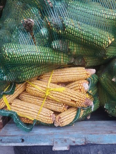 семена кукурузу: Кукуруза Оптом — 2