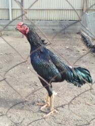 брокерское объединение феникс бишкек: Дакан жожо короз сатылат активный алмашу жолдору бар адрес Бишкек — 4