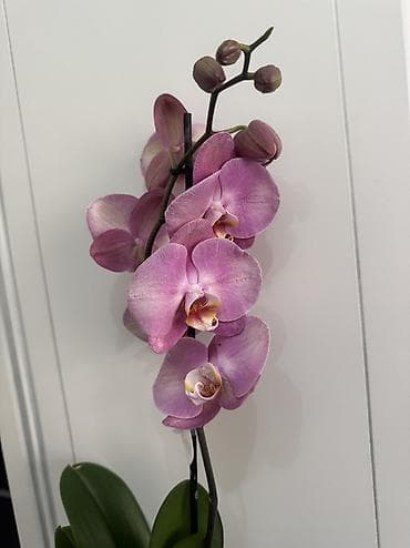орхидеи цена: Орхидеи сортовые в наличии.Биг липы,каменная роза,ароматная орхидея — 2