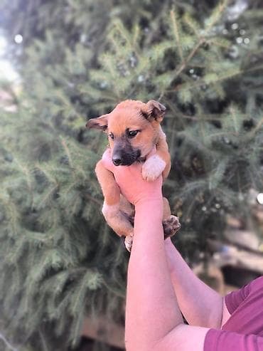 джек рассел терьер щенок: Щенки метисы, помет из нескольких малышей. - Возраст: примерно 1,5–2 — 6