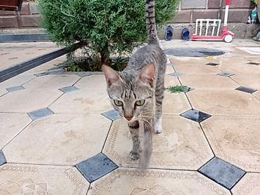 меняю на собаку: Котята — 3 малыша, и Мама короткошёрстные. Описание: - Возраст — 9