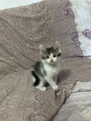 scottish fold: 3 девочки срочно ищут новый дом ! К лотку приучены — 6