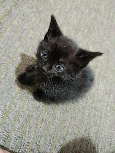 scottish fold: Добрый день всем! Очаровательные котята домашнего разведения: - — 1