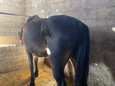 мейн кун бишкек питомник lyubushka купить котенка цена: Продаю | Кобыла (самка) | На забой, Для разведения, Для молока — 7