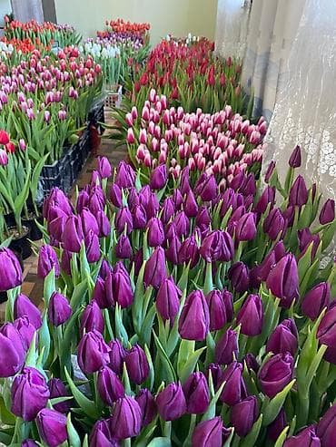 декабрист цветок: Тюльпаны срезанные — разноцветные сорта - Ассортимент: классические — 5