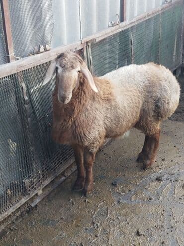 С/х животные и товары: Продаю | Ягненок | Для разведения — 1