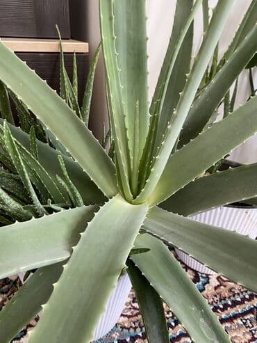 тренажер для похудения: Продается Алоэ лечебное Высажен на обогащенную почву через 1-2 года — 8