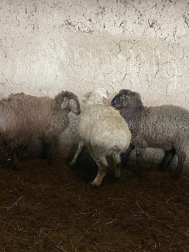 canada goose: Продаю | Баран (самец) | Полукровка | Для разведения | Ярка — 7