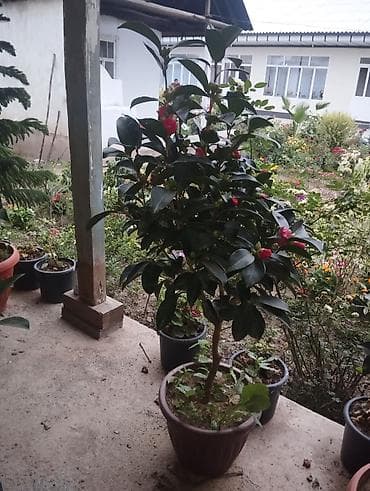 Крупномерные декоративные растения в горшках - Камелия (Camellia