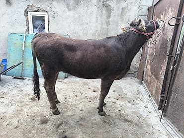 монгол ат: Продаю | Бык (самец) | Алатауская | На откорм | Привязанные — 7