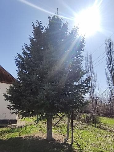 цветок бенджамин фикус: Ель голубая (Picea pungens ‘Glauca’) — декоративное хвойное дерево с — 2