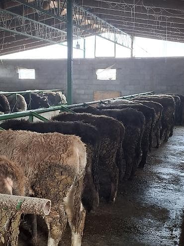 седло спортивная: Продаю | Бык (самец) | Швицкая | Для разведения — 4