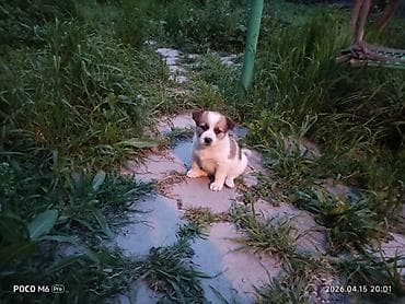 щенята даром: Щенки -дворняжкиДевочки все 5-недель,звотночки- будут среднего — 7