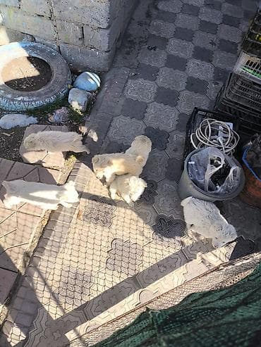 пидбуль щенок в оше эркек: Отдам в Хорошие Руки. Приезжайте выбирайте. БЕСПЛАТНО !!!. Дмитрий- — 5