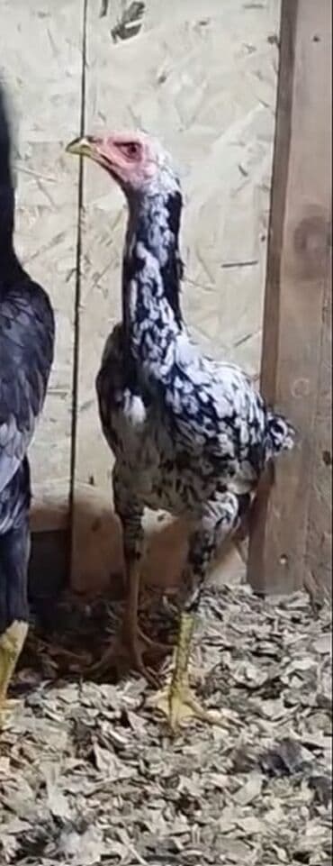 корм для щенков: Продаю | Куры | Для разведения — 2