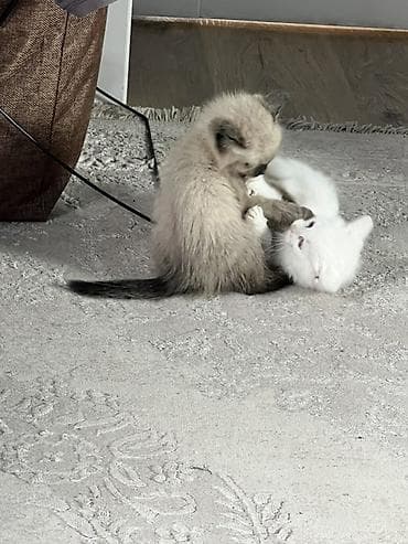 Кошка даром: Сиамская, 2 месяца, Девочка, Приучена к лотку