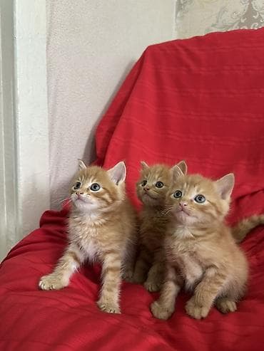 янтарный: Лесная, 1 месяц, Мальчик, Рыжий, Приучена к лотку — 2