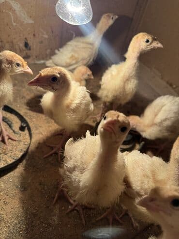 дойные коровы кара балта: Продаю индюшат — 2