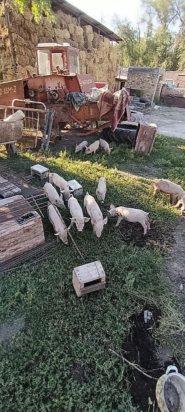 Продаю | Поросенок at lalafo.kg Продаю | Поросенок