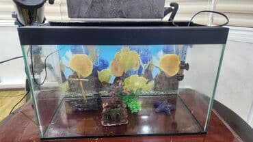 кой сойобуз: Аквариумный комплект для домашнего содержания рыб/креветок. 55см×27 — 3