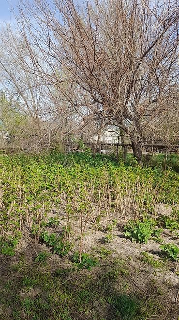 Саженцы малины (вегетативные отводки) - Разрастающаяся плантация