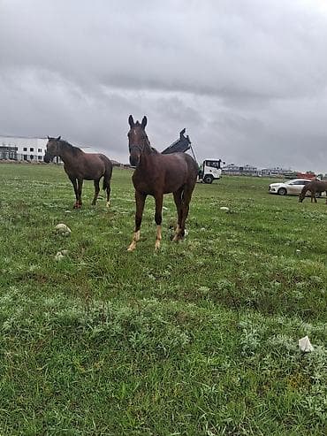 саар уй: Продаю | Кобыла (самка) | Рабочий — 2