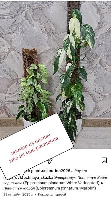 эпипремнум: Продажа излишек растений из собственной коллекции на 6 фото эпипремнум — 4