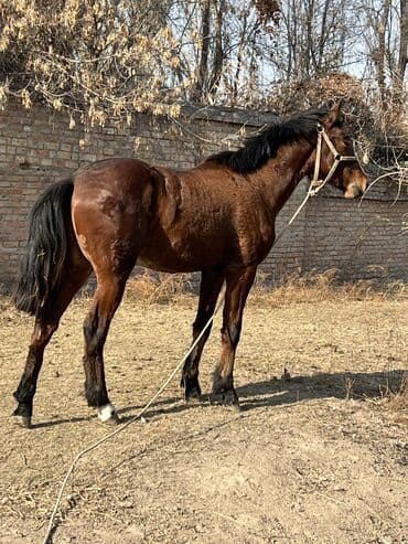 ящик почтовый: Продаю | Жеребец, Жеребенок | Полукровка | Конный спорт | Мерин — 4