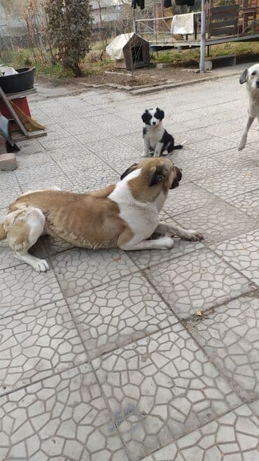 стрижка собак на дому недорого: Щенкок метис, девочка, возраст 1,5 месяца. папа бишкекская овчарка — 4