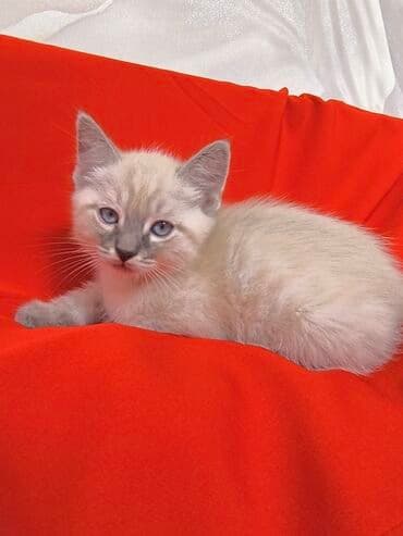 отдам в добрые руки: Сибирь, 1 айлык, Эркек, Лотокко барууга үйрөтүлгөн — 4