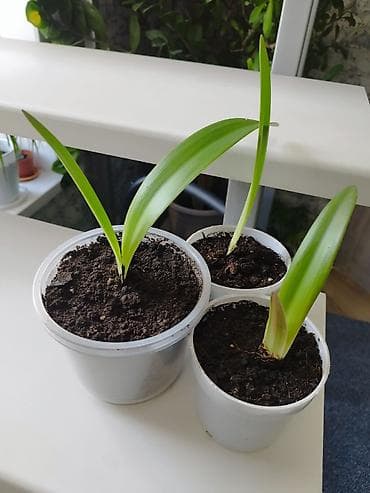 корзина для абрикос: Элегантный цветок амариллиса насыщенного оранжевого оттенка с нежными — 2