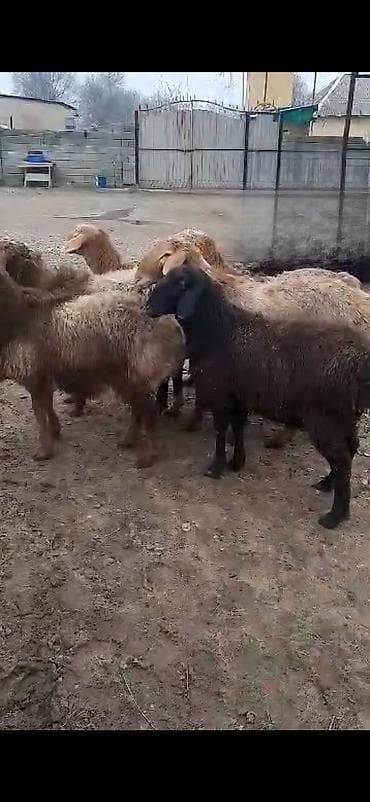 круглый: Продаю | Баран (самец) — 2