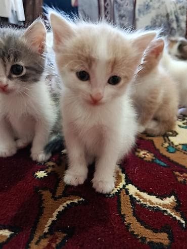 музо алам: Котята два прекрасных мальчика Рыженькие с белым. Шустрые игривые — 1