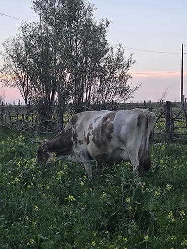 Продаю | Корова (самка) | Айрширская | Для молока | После отела at lalafo.kg Продаю | Корова (самка) | Айрширская | Для молока | После отела
