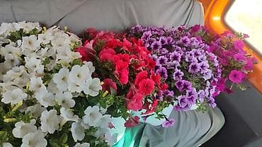 Үй жана бакча: Кустовые петунии в кашпо - Пышноцветущие кусты петунии в готовых — 4